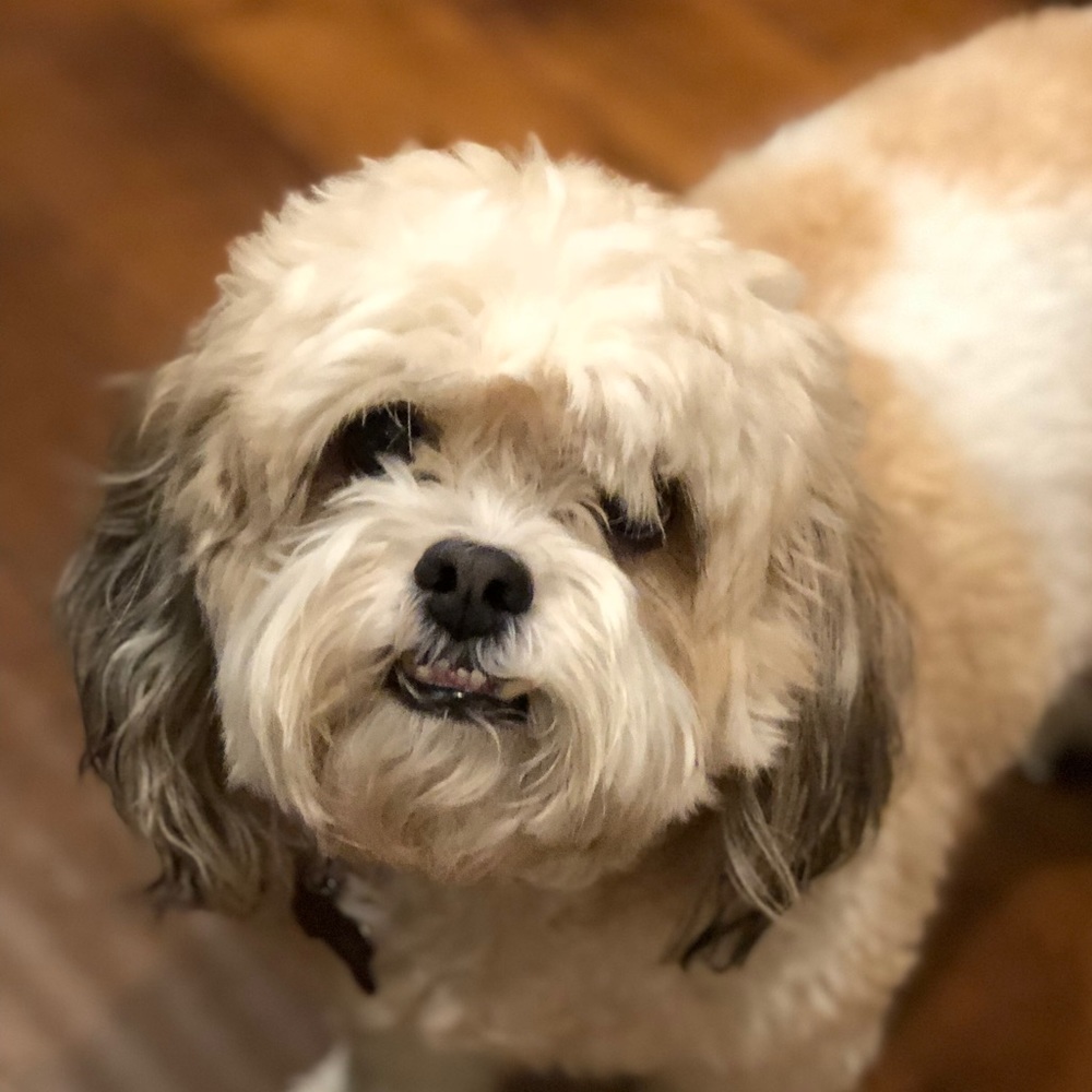 Meet your Posher, Audrey